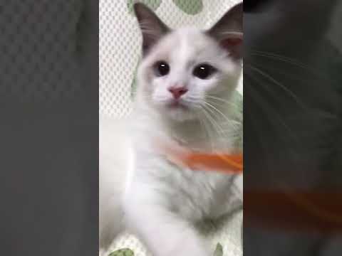 ラグドール 元気いっぱい可愛くて癒されます　ブルーポイントバイカラー