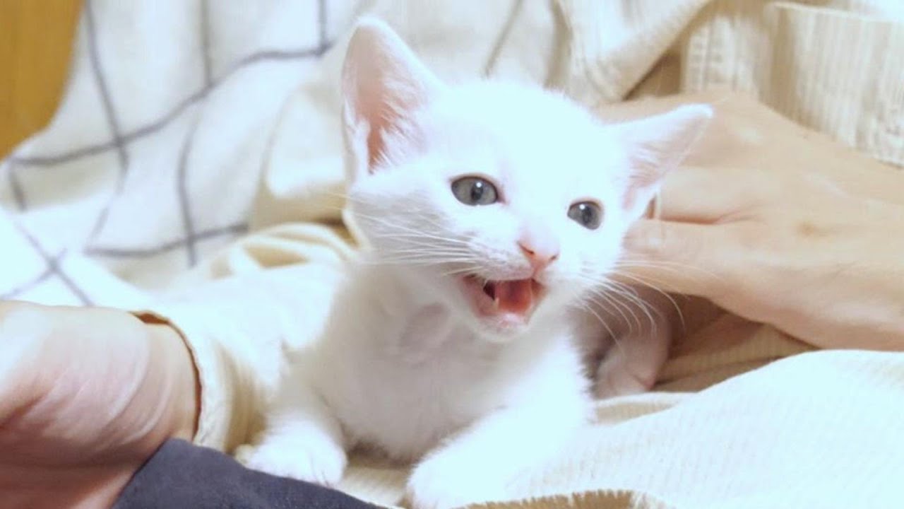 白い子猫はごはんの匂いにテンションが上がって鳴きはじめました【赤ちゃん猫　保護猫】