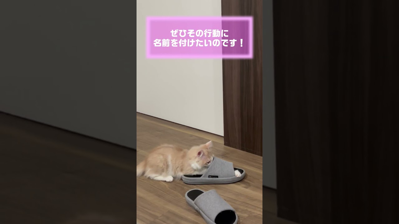 マイブームが可愛すぎる猫 #子猫 #cat #ラガマフィン