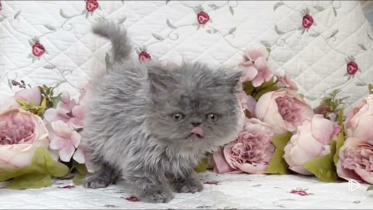 セルカークレックス クルクルコートのファービー系ぶさかわ女子　ブルー