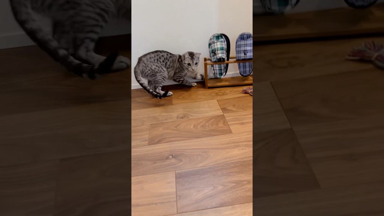 歯磨きおやつで狩ごっこするユキオさん😸😹#cat #オシキャット #ニャン #ベンガル #癒し動画