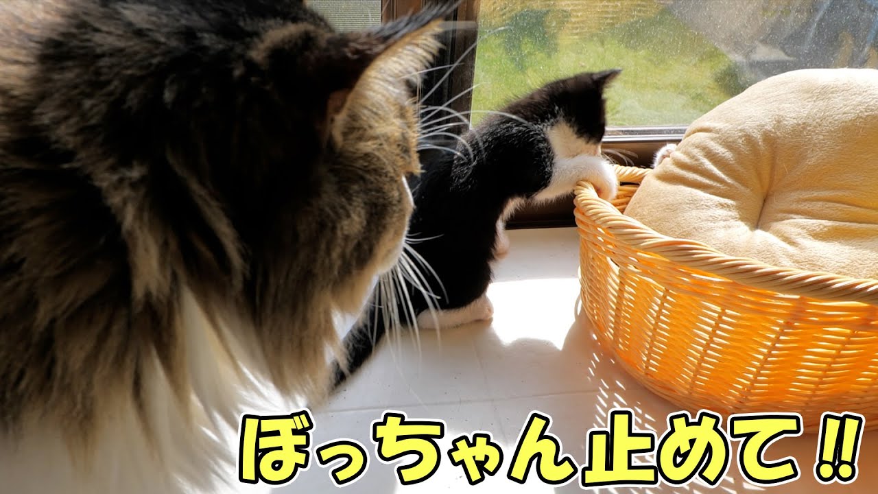 良からぬ遊びを覚えた子猫達が止まらない🐈🐈もうボス猫父さんに頼むしかない‼【仲良し子猫姉妹の成長記録】