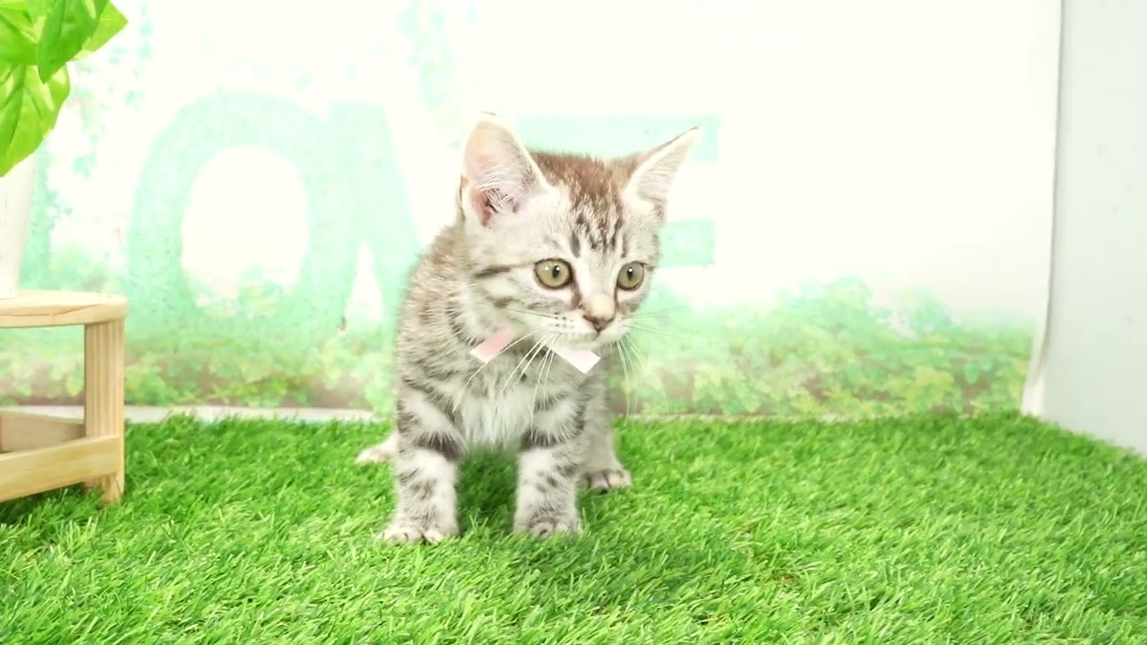 Coo&RIKU　No00671001 アメリカンカール