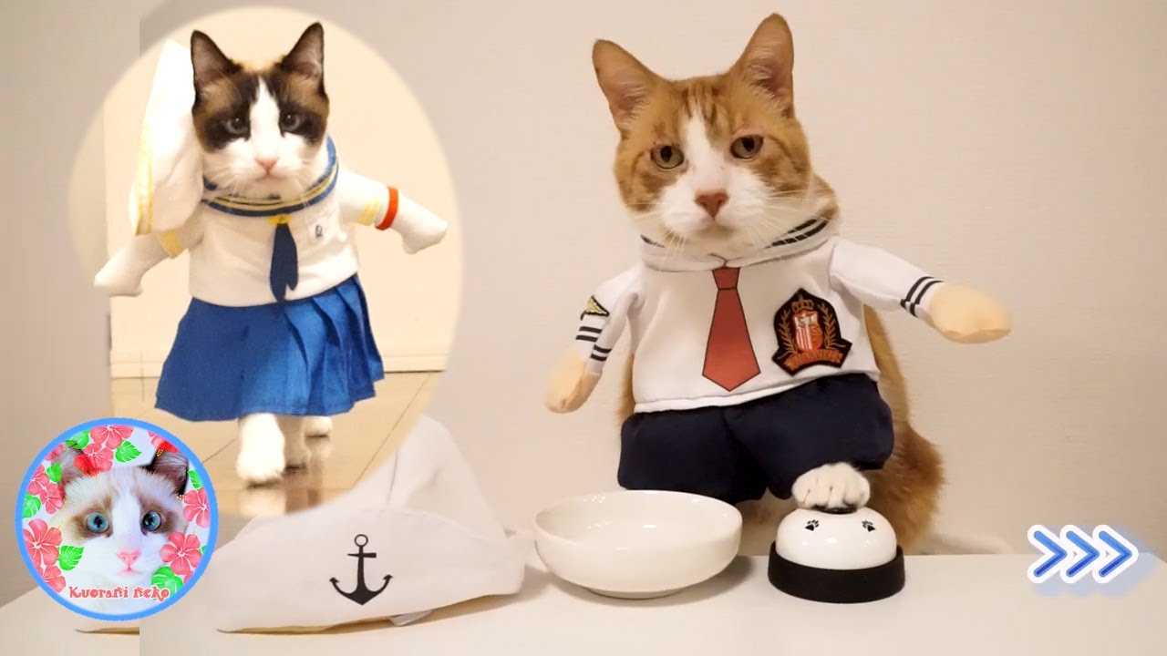 足でベルを押してる猫に餌を食べさせる為には時間がかかります 猫は液体のBGMで Cat and bell