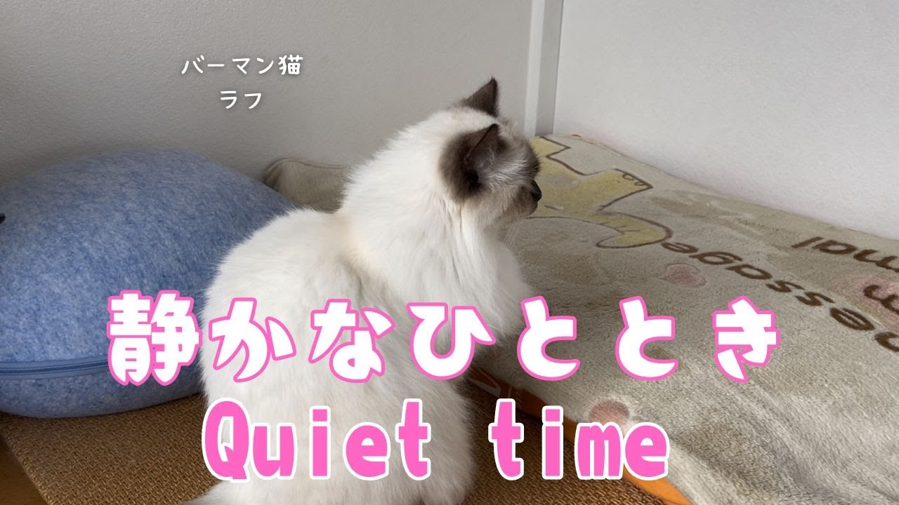 バーマン猫ラフとガブ【静かなひととき】Quiet time（バーマン猫）Birman/Cat