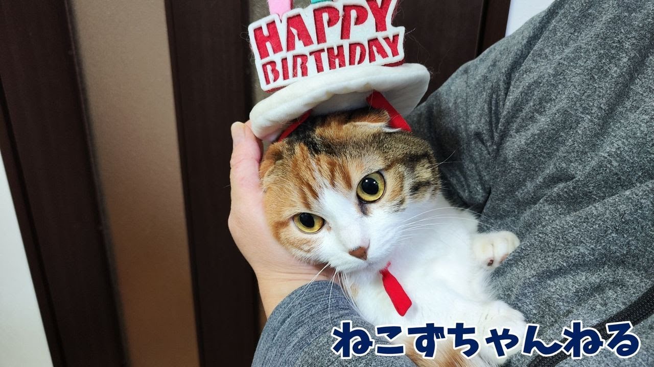 「まる」５歳　「むぎ」２歳お誕生日おめでとう♪　ねこずちゃんねる753 #猫 #ねこ #cat #短足 #メインクーン    #マンチカン