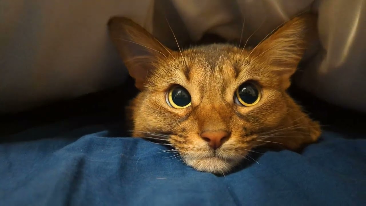 【801日目】かわいさ優勝 #ソマリ #cat