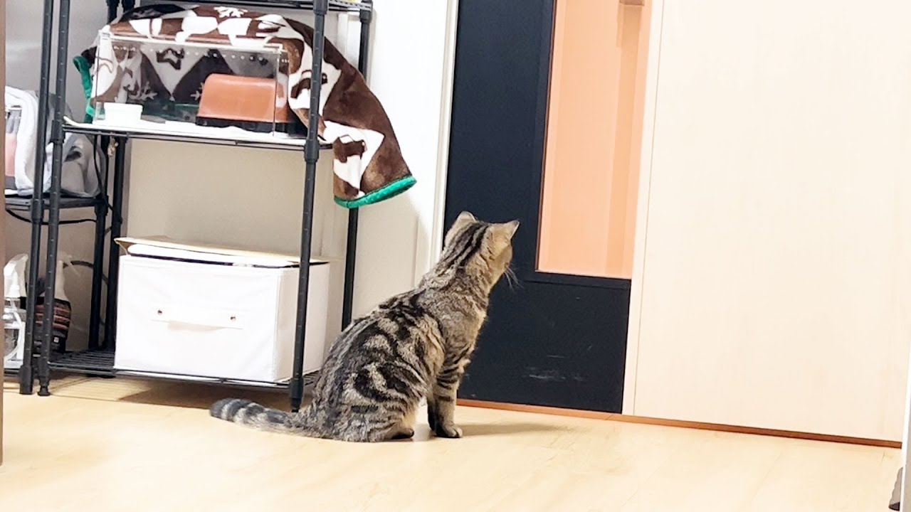 飼い主の帰りを健気に待つ子猫が可愛すぎます... #189【生後235日目 スコティッシュフォールド】