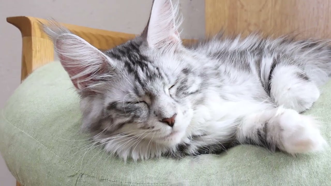 眠いシルバーのメインクーンイブさん