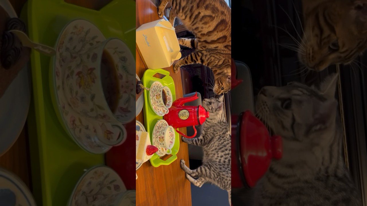 生クリーム大好きニャンズ😽😻#cat #ベンガル #オシキャット #kitten #ニャン #癒し動画