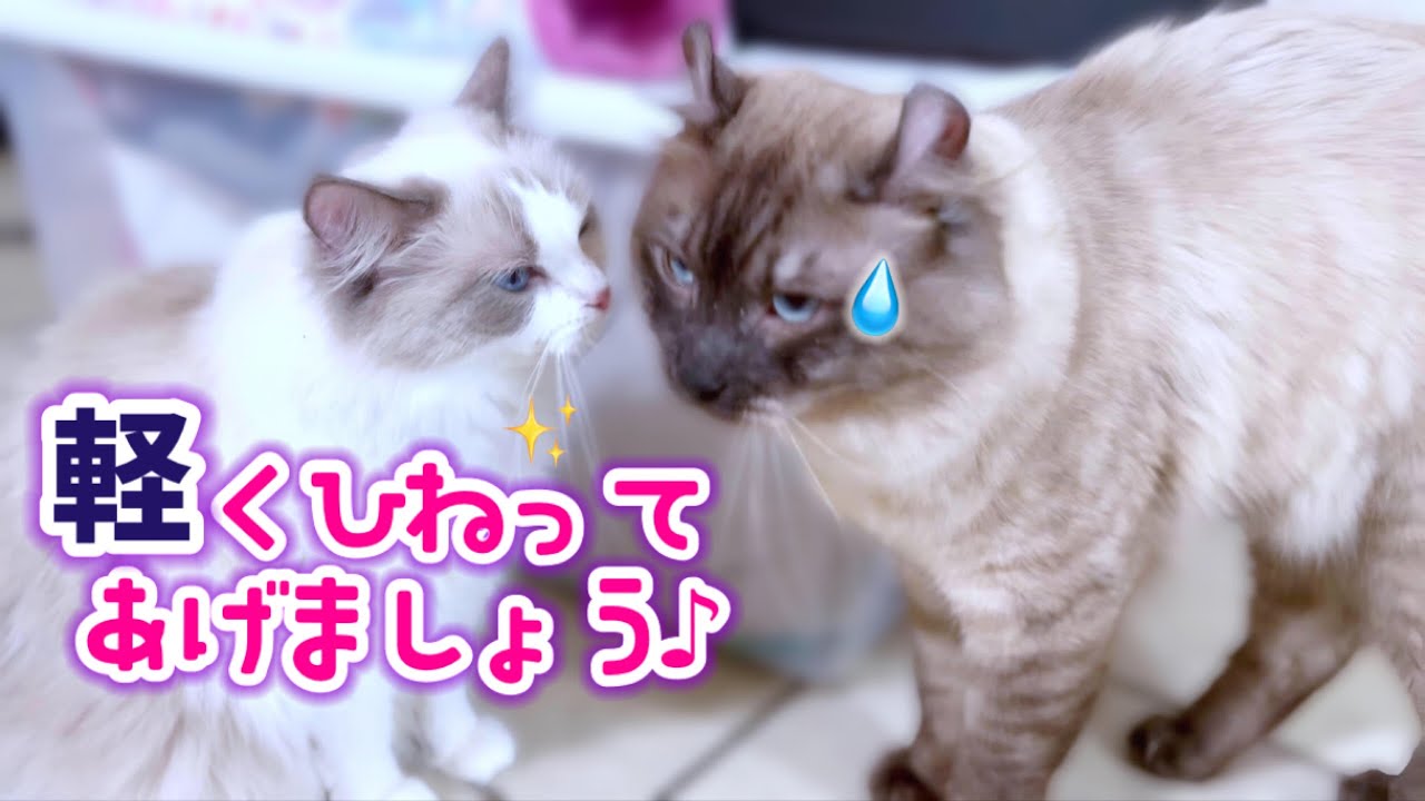 ❄️離婚寸前⁉️😱育児に協力しないそり耳父猫に母猫が平手打ち💥🙀🤣でもその後カルマが待っていた...👹【ママはラグドール✨パパはそり耳シーサーのオオヤマネコ💪】#猫