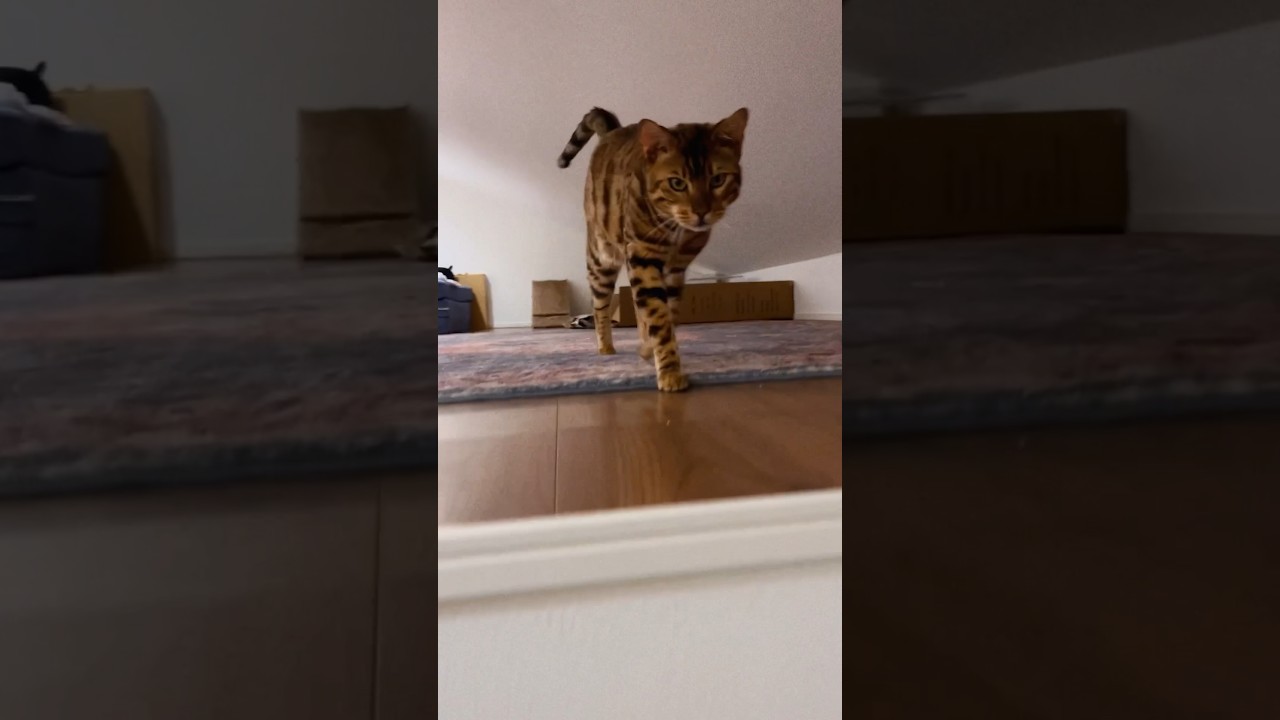 屋根裏の隠れ家がお気に入りのシンタロー君😽😻#cat #ベンガル #オシキャット #ニャン #癒し動画