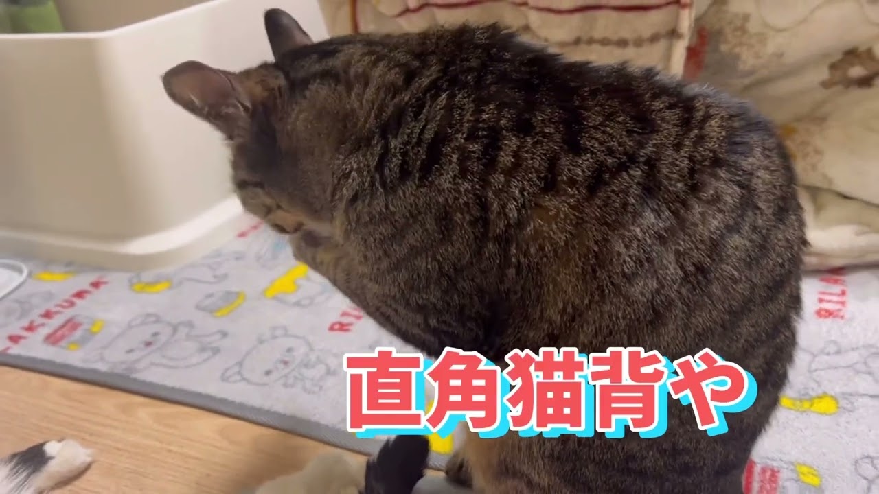 背中を90度に曲げるうまちゃん😼