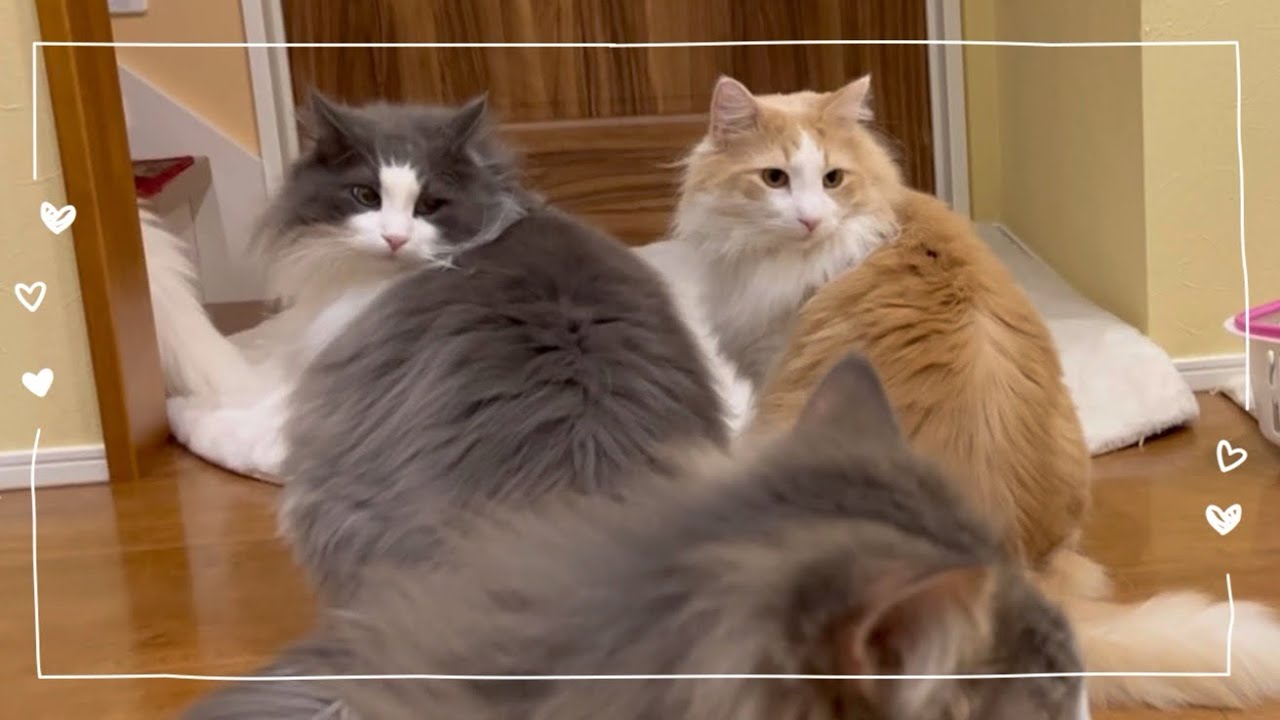 【激カワ♡】仲良く並ぶノルウェージャンフォレストキャットが可愛すぎる🩶🧡