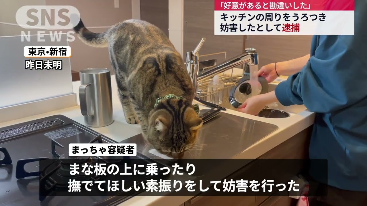 料理を妨害する猫　大谷翔平選手が結婚