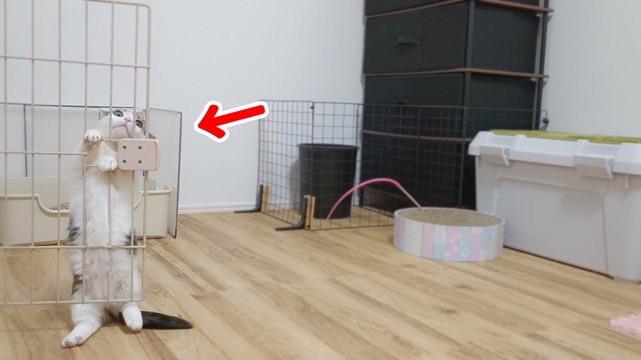 飼い主が居ない時、子猫が自力で扉を開けていることが判明しました