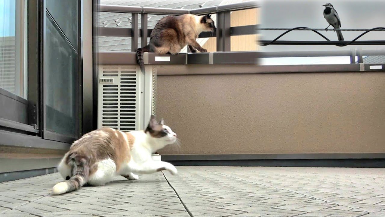 ベランダに出てたシャム猫姉妹に小鳥が話しかけて来た結果🤭