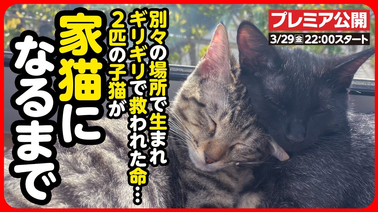 【感動】ギリギリで救われた小さな2つの命...別々の場所で生まれた子猫が、いっしょのお家で幸せな家猫になるまで【まとめ】