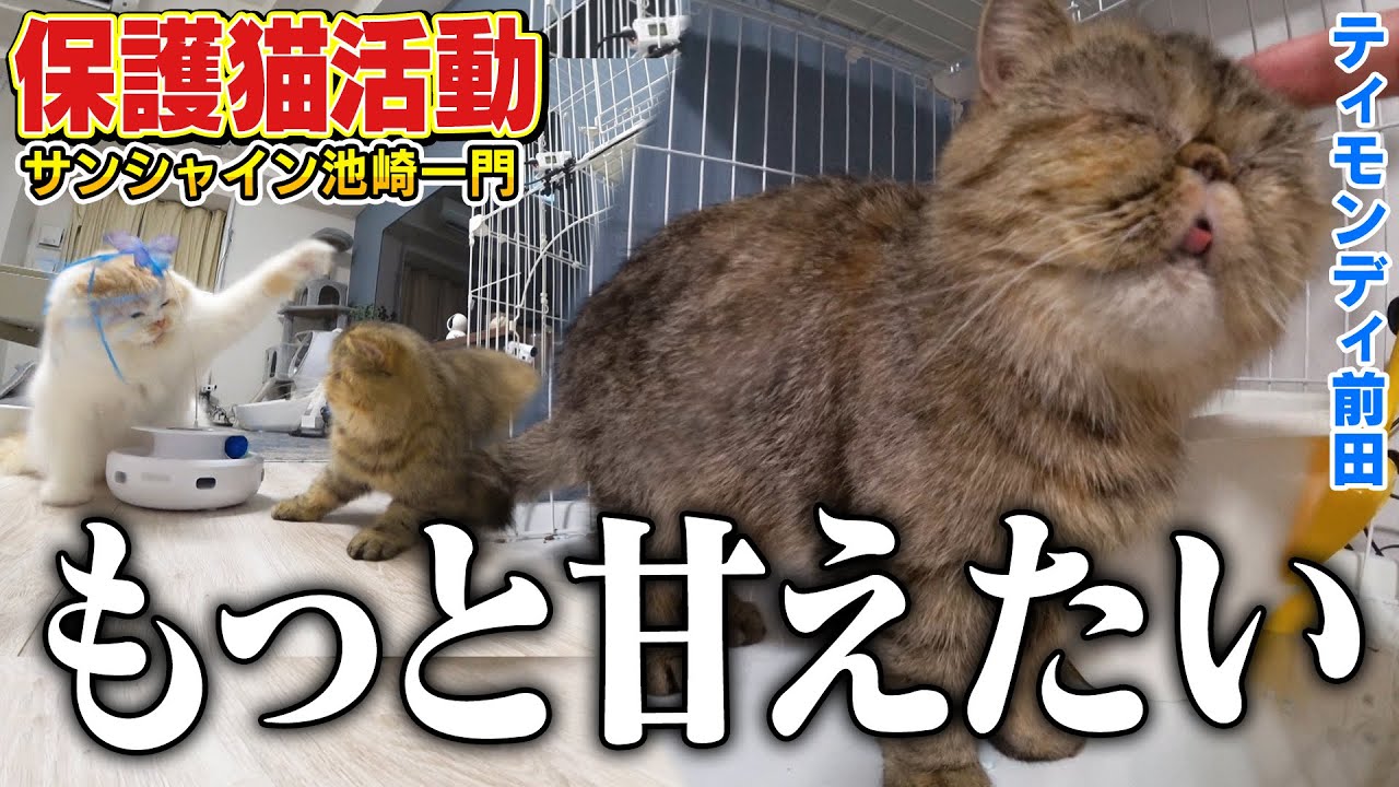 【前田家のルール】先輩ねこに怒られてばかりいる保護猫ぷりゅがティモンディ前田さんに甘えました。【サンシャイン池崎一門】