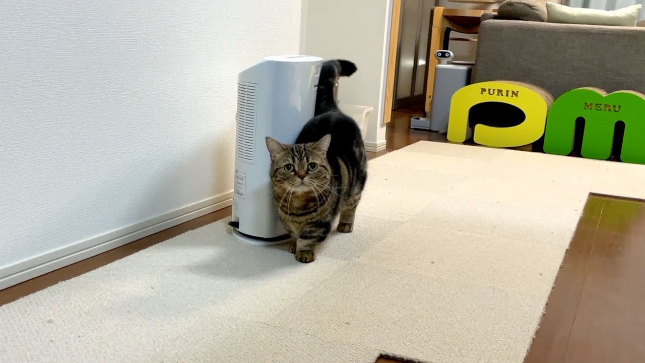 ツンデレ猫と「だるまさんがころんだ」やってみたら可愛すぎた…！