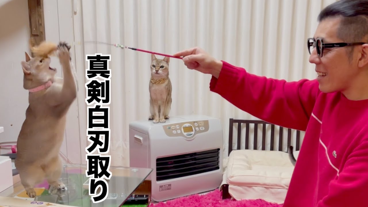 ダイソーのおもちゃでテンション爆上がりする猫達