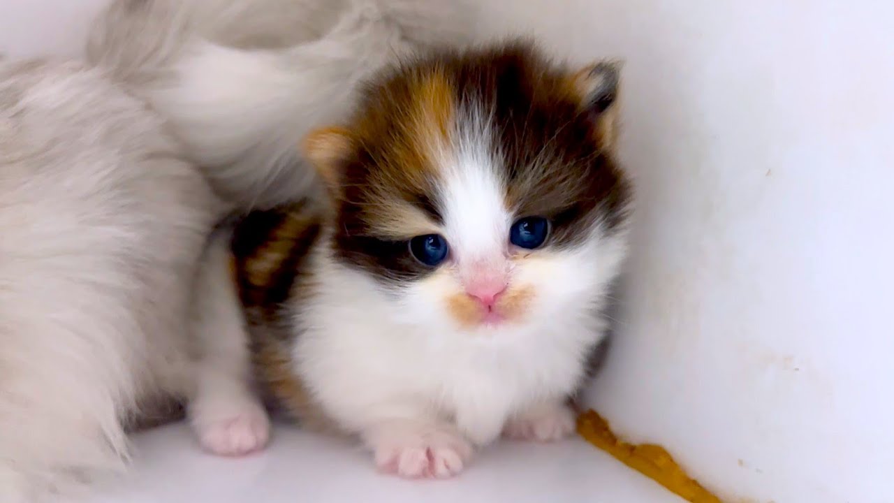 【ミヌエットの子猫】お嬢様ムーブでどんどんムチムチになる子猫の件 ～猫のいる生活Vol.918～出産動画 マンチカン短足・ミヌエット・ペルシャ猫専門ブリーダー『ペット蔵人』【子猫の成長記録】