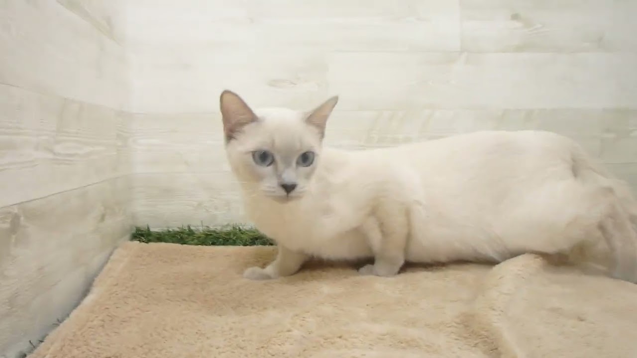 00572552 トンキニーズ