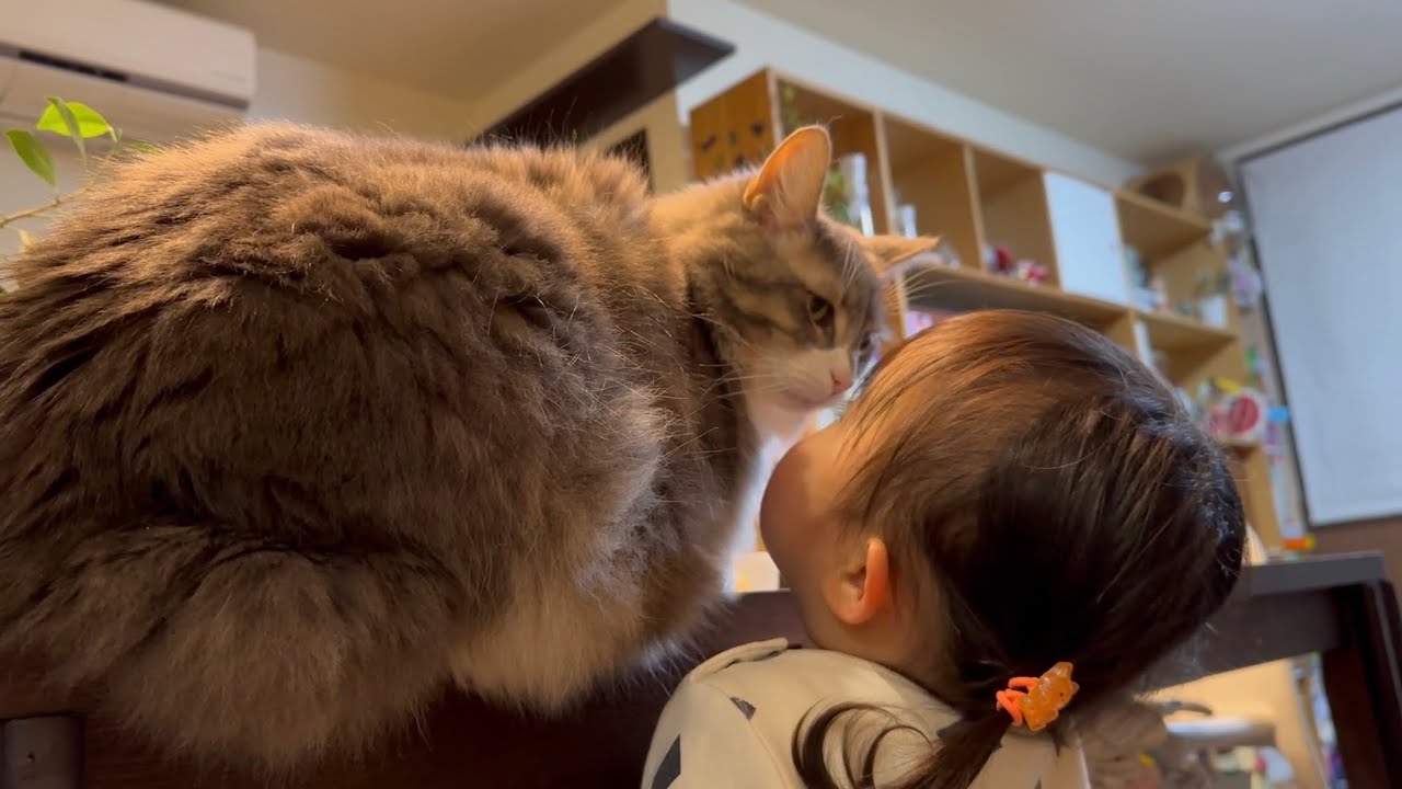 モフモフの虜にする猫　ノルウェージャンフォレストキャットA fluffy cat that will have you hooked. Norwegian Forest Cat.