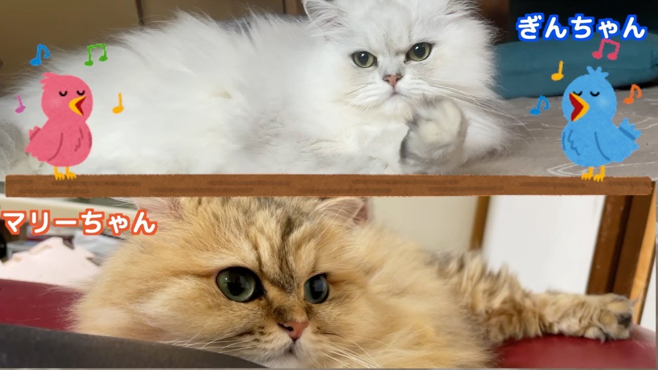 【もふもふ】可愛いペルシャ猫たちの午前と午後❣️それぞれの性格が可愛過ぎる！！