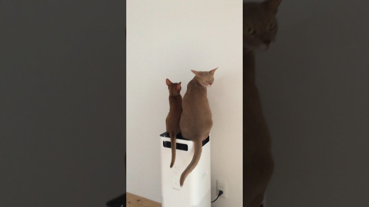 しっぽ ぶんぶん〜tail swing#猫#こころ＃いぶりん#アビシニアン#レッド#フォーン#cat#abyssinian#red#fawn