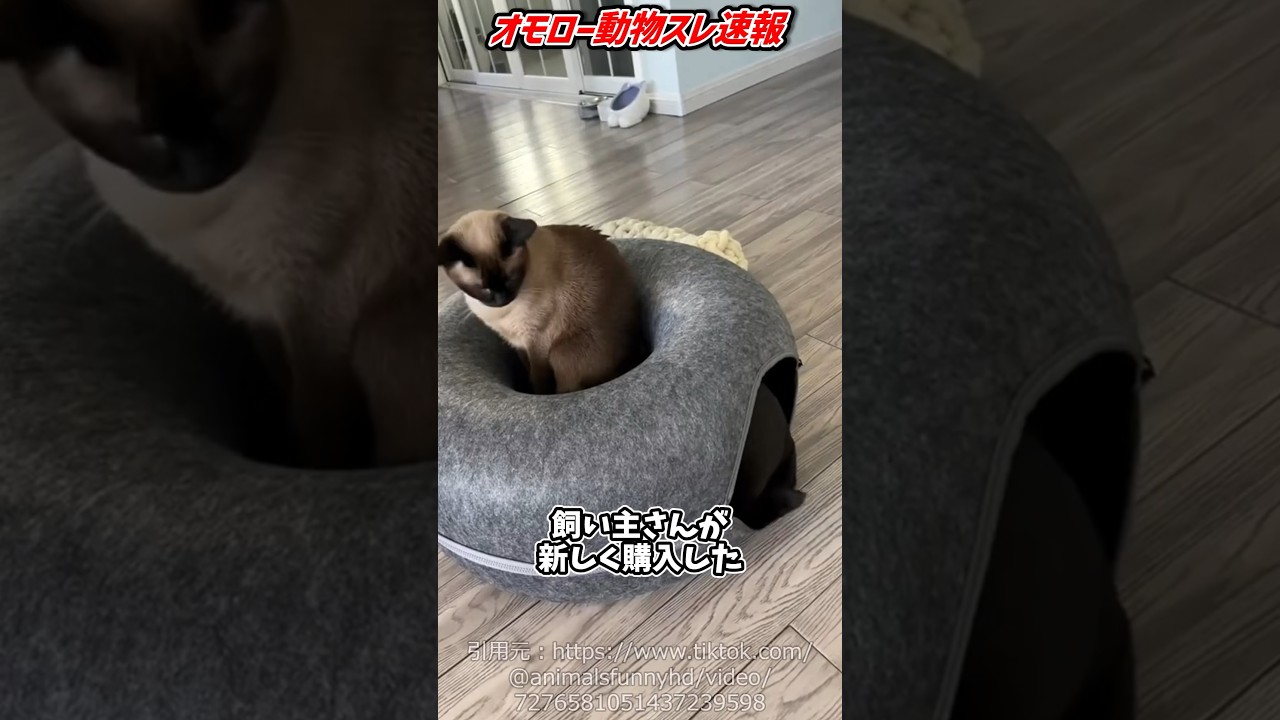 いやいや詰め込みすぎww #動物 #海外