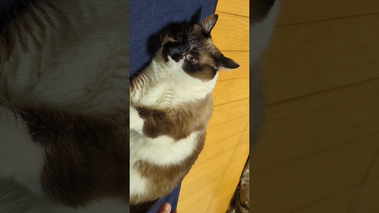 本日の、お尻ポンポン #shortsyoutube #スノーシュー