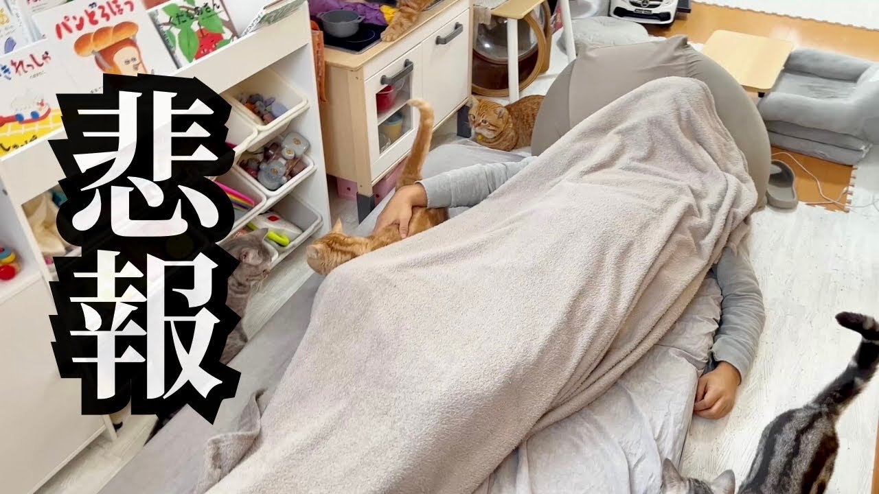【悲報】ぎっくり腰になる... #猫 #マンチカン