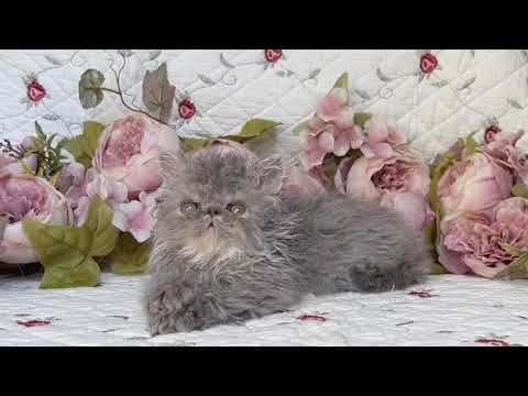 セルカークレックス クルクルコートのベビーフェイスのブサカワくん　ブルータビー