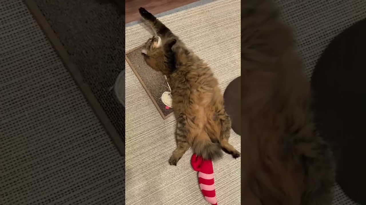 返事をするアメリカンカール