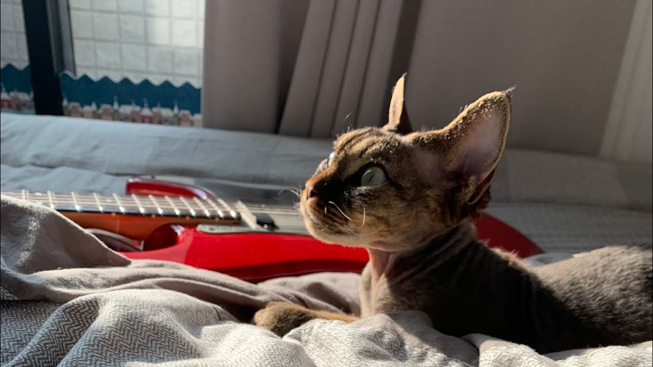 デボンレックス弟が初めてギターに遭遇しました(Devon Rex cat saw an electric guitar for the first time)