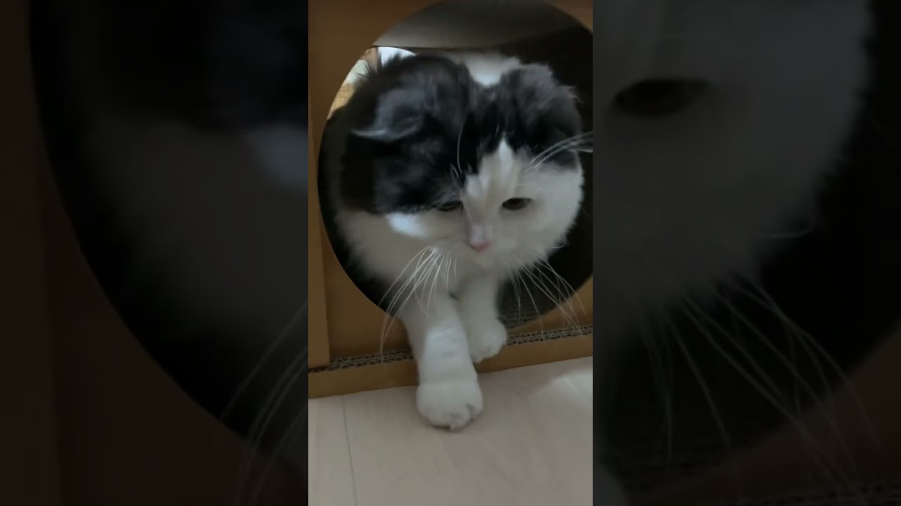 新しいおもちゃの中で落ち着く猫 #scottishfold #cat #スコティッシュフォールド #ねこ