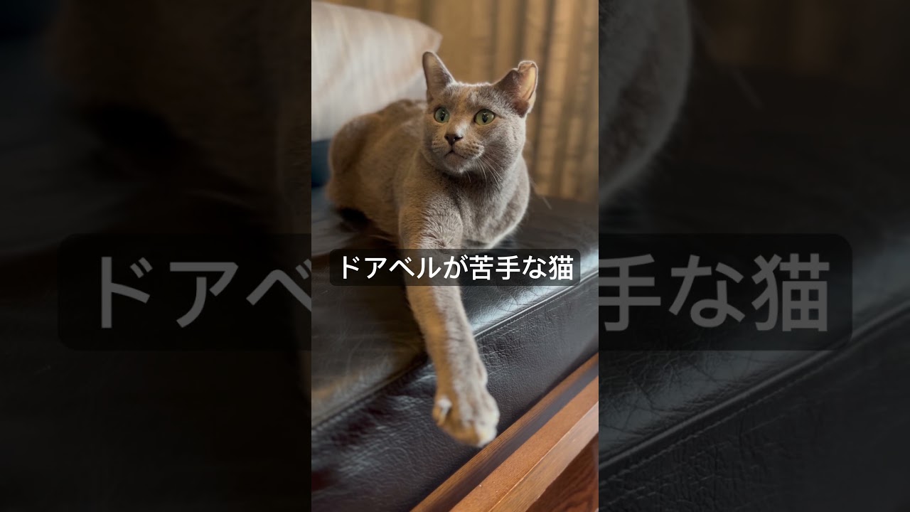 ロシアンブルー | ドアベル嫌いな猫の行動 [Russian Blue cat Kotetsu]