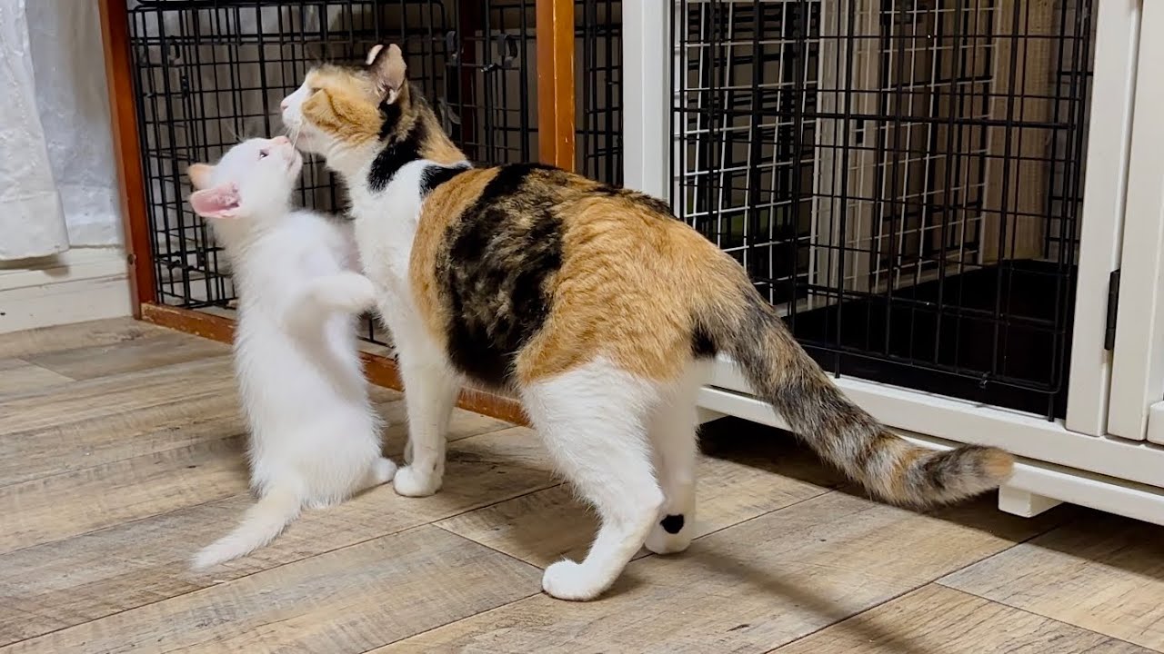 ママ猫と1日半ぶりの再会が嬉しくて仕方ない子猫【ポノfam物語#42】Kitten meeting mama cat for the first time in a day and a half.