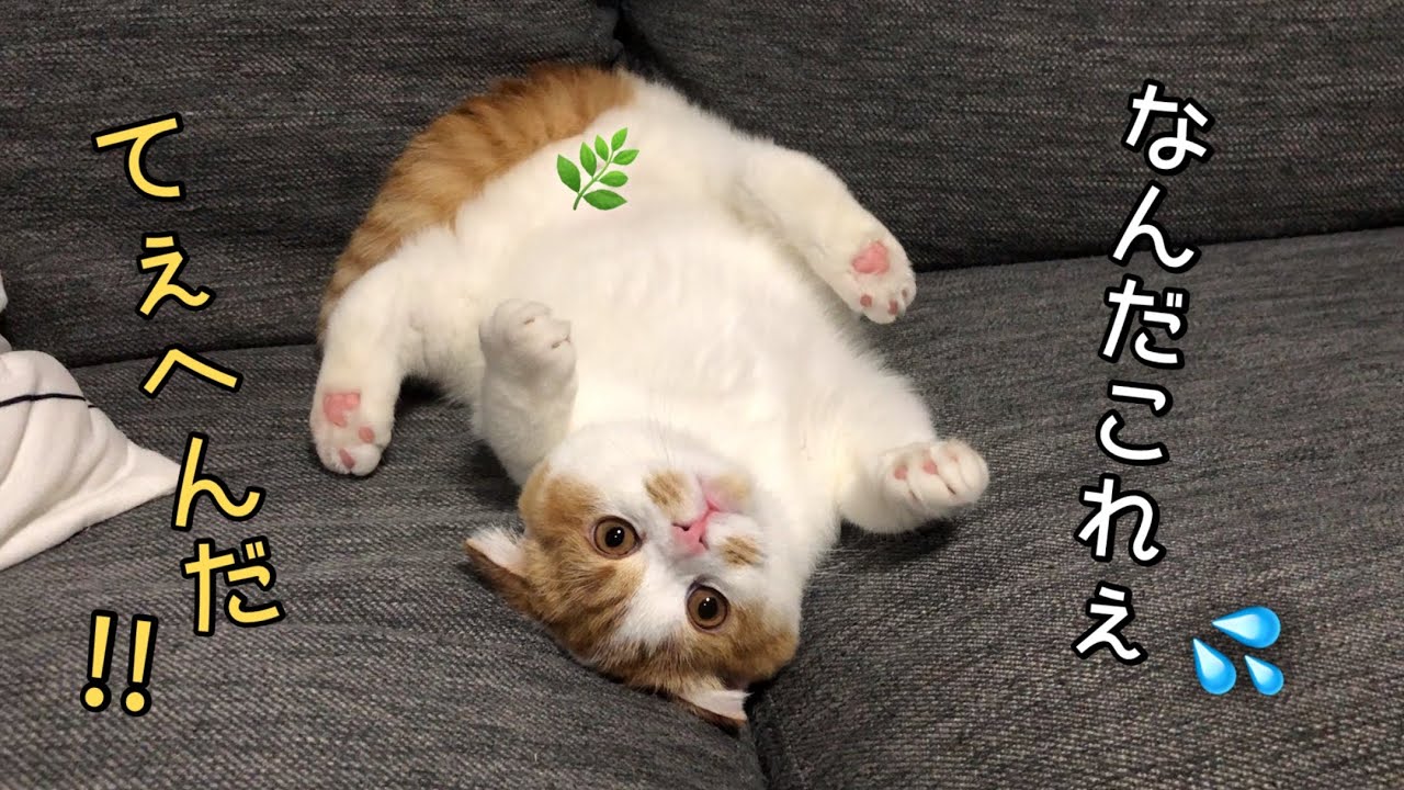 自分のしっぽの存在に気づいた猫があたふた💦して捕えようと頑張る姿がかわいい♪