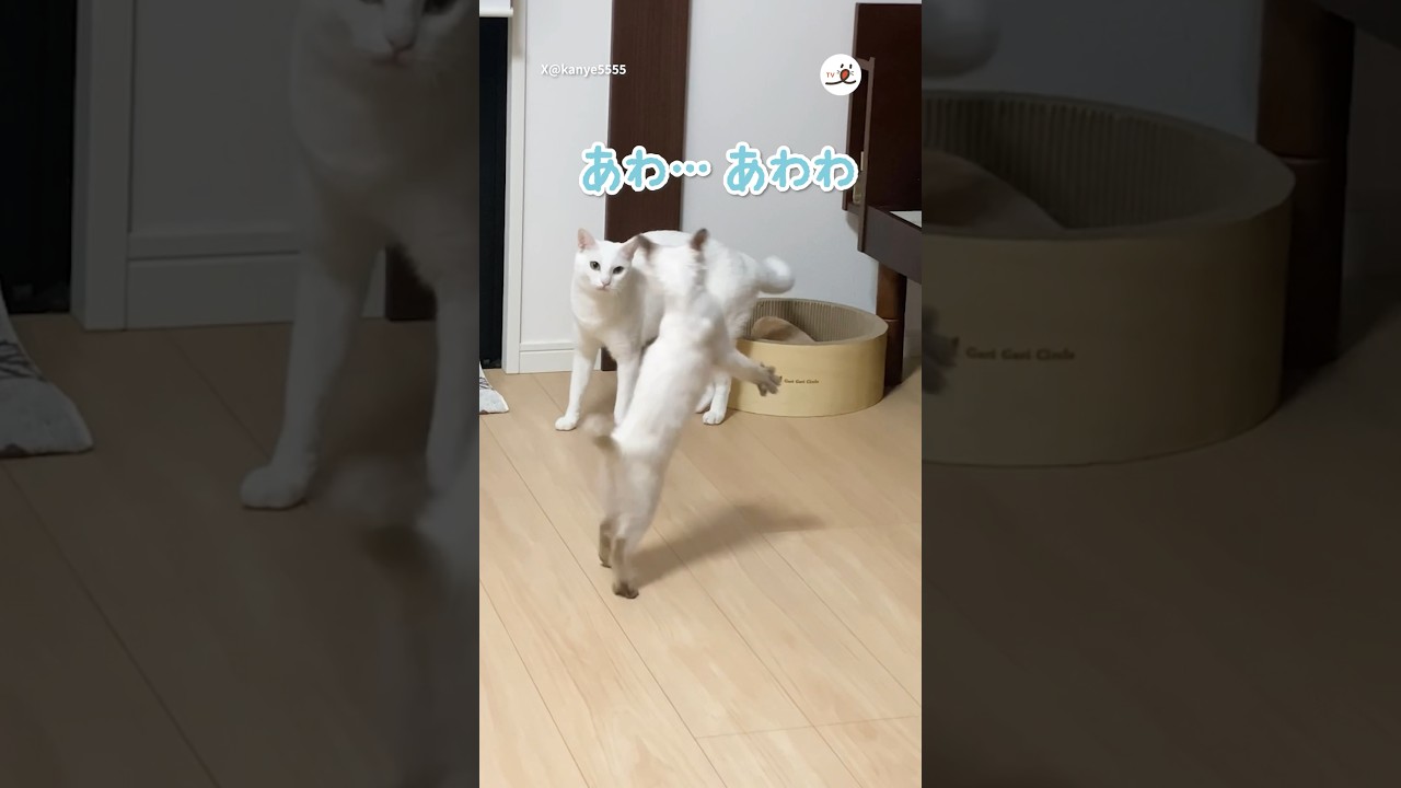 惑わせ系やんのか｜PECO #子猫 #シャム #白猫 #保護猫 #子猫のいる生活 #kitten #siamesecat #whitecat #rescuedcat #kittenlife
