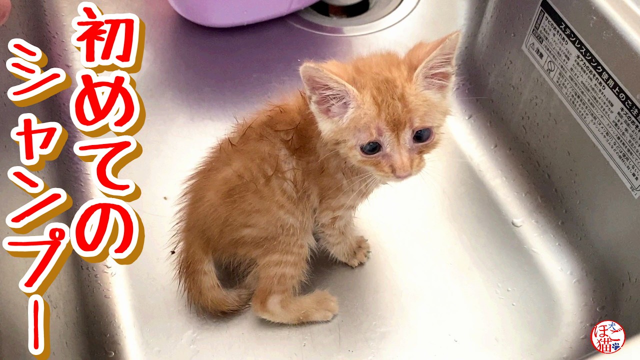 【子猫 保護】初めてのシャンプー
