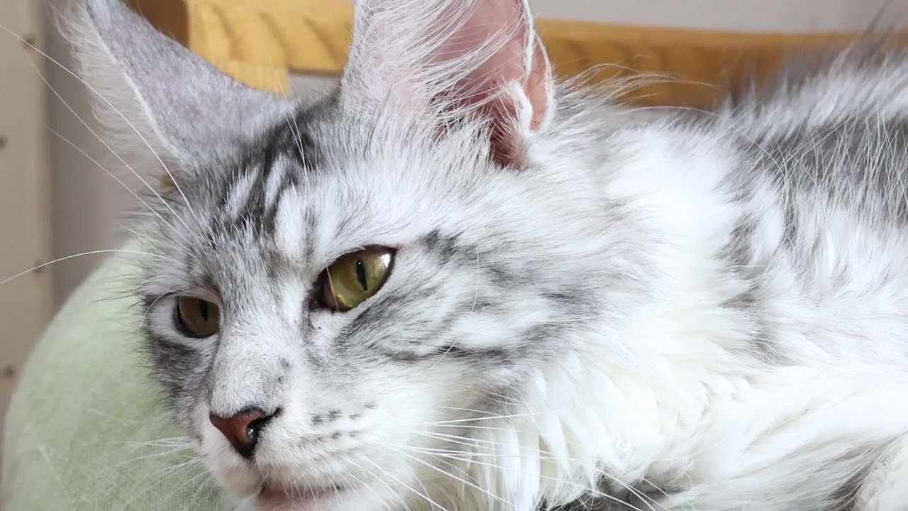 眠いシルバーのメインクーンイブさん