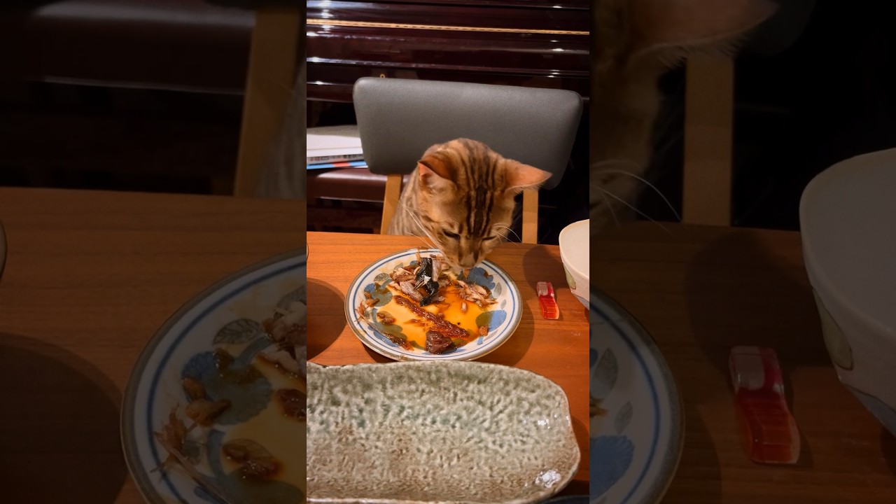 鯖の味噌煮を食べたがるシンタロー君😹❌#cat #ベンガル #オシキャット #ニャン #癒し動画