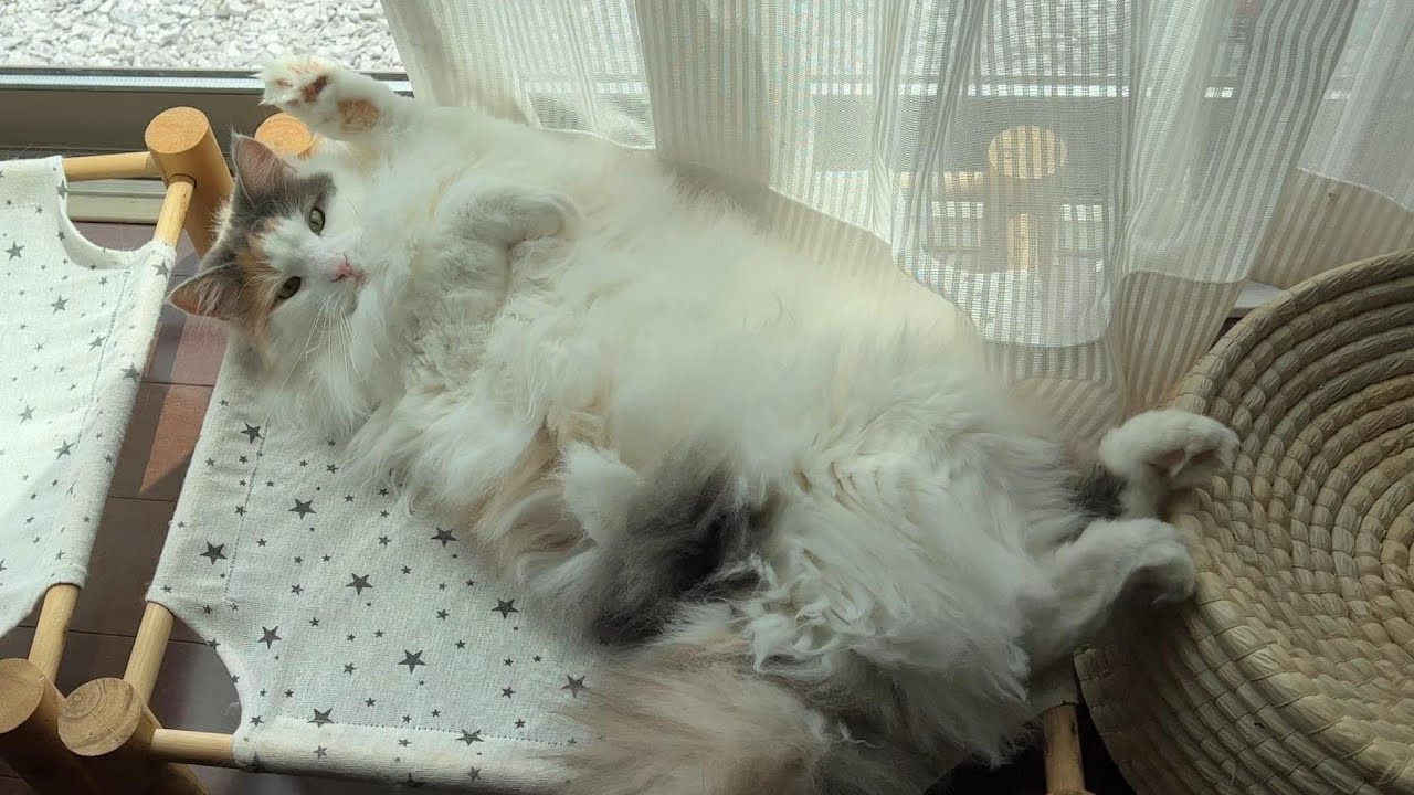 【1分で癒される猫動画】とにかくリラックスするモフモフ猫