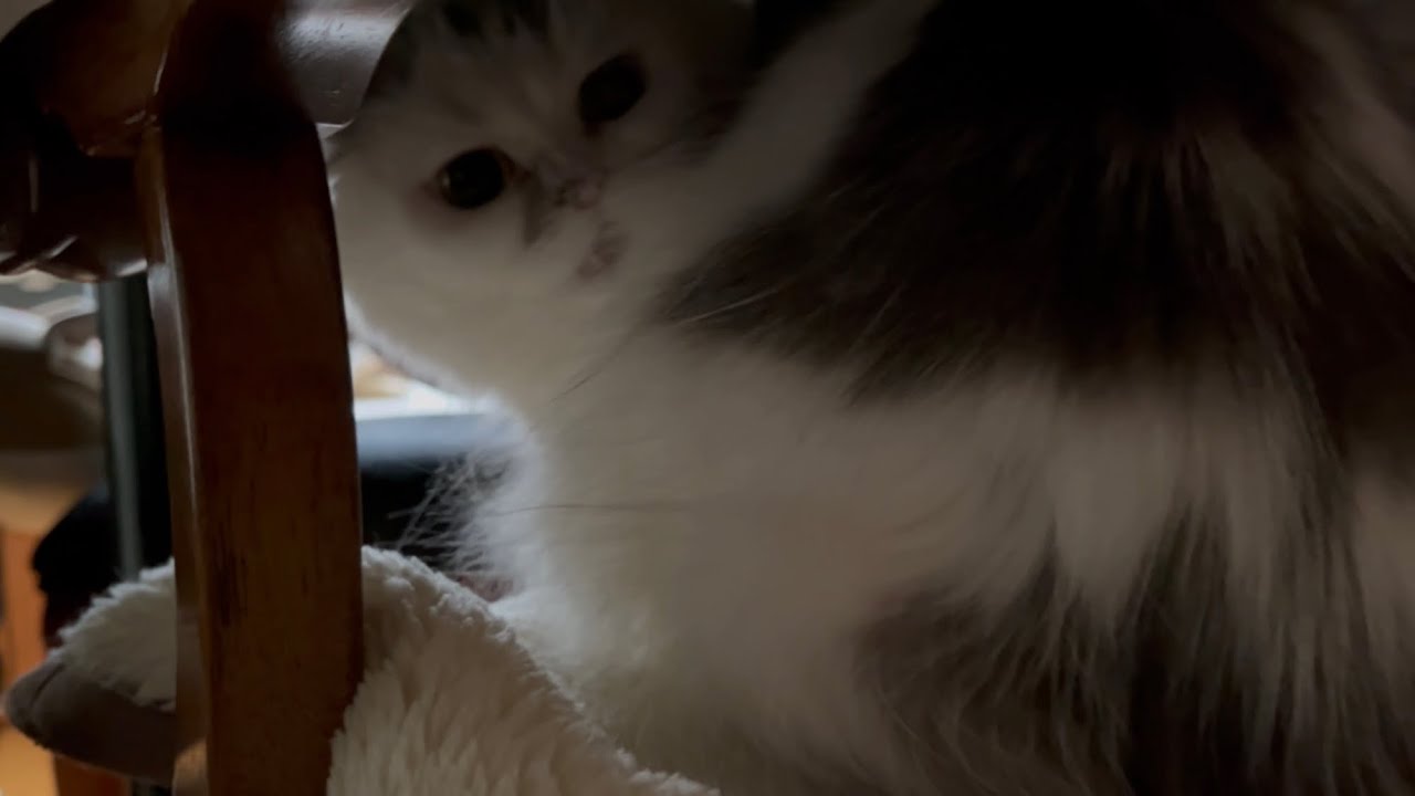 久々にタッチされた後、かぼそい声で何かを訴える実家猫　ラガマフィン　My family's cat complains about something