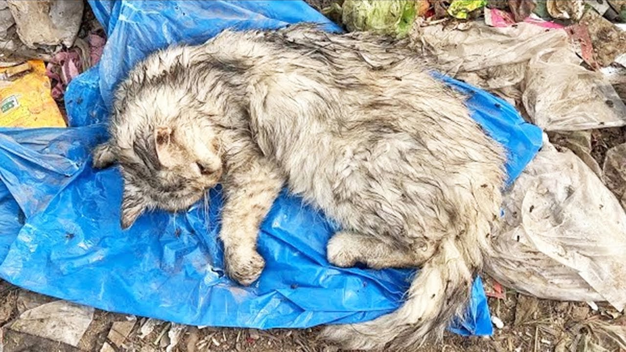 ハエに囲まれたゴミ山に捨てられた子猫。手足が折れて動けず、哀れな姿に涙が溢れる【感動】