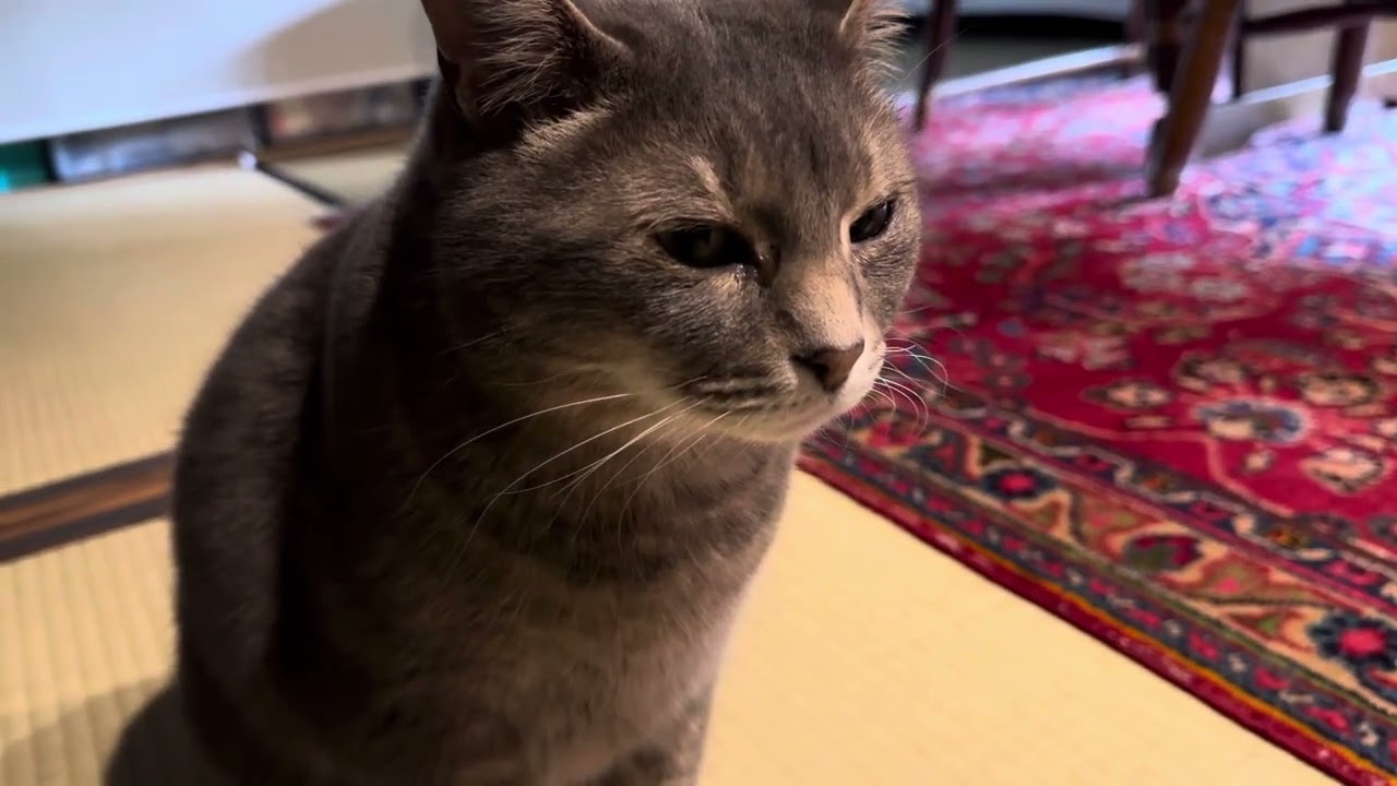 目が覚めて..  降りるかどうしようか思案して..  猫の通路から降りてゆく猫・・・