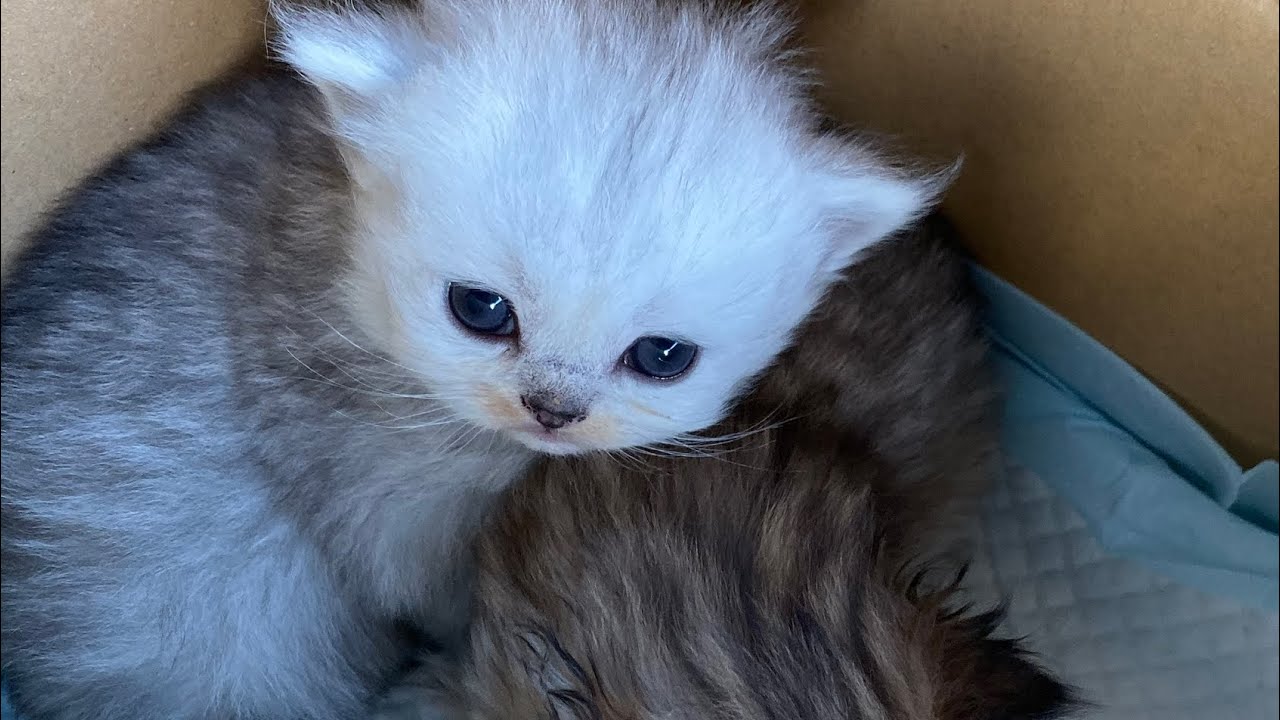 目が開いたばかりの子猫　約一週間の成長　ペルシャ猫の赤ちゃん