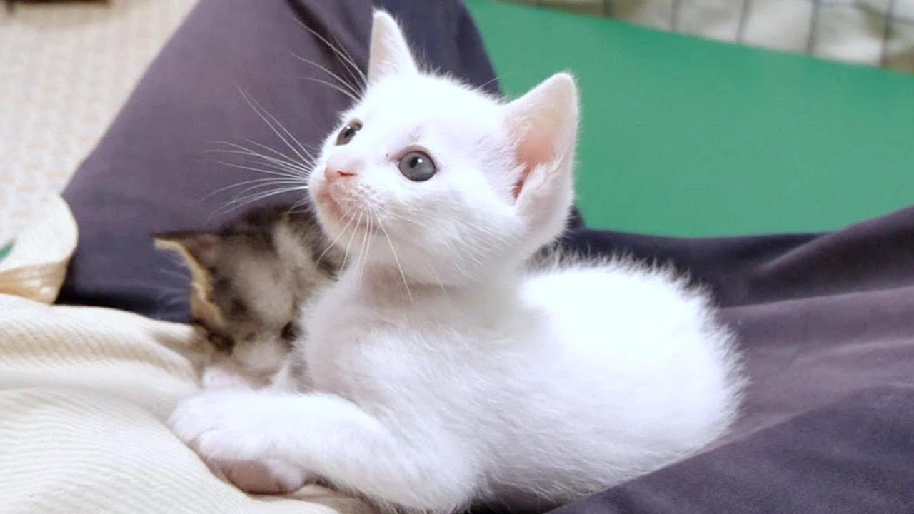 膝上の白子猫が「遊んでくださいと」見上げてきた顔がかわいくてもう‥・【赤ちゃん猫　保護猫】